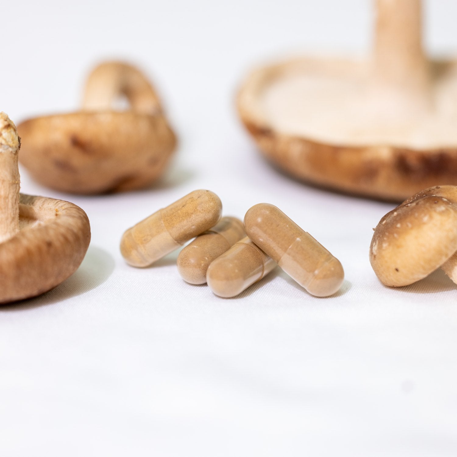 Mushroom extract ingredients